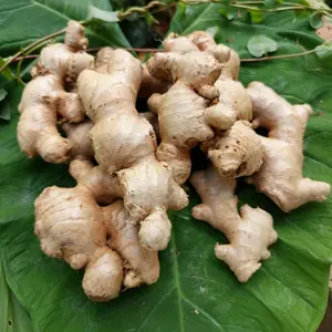 Jahe Gajah Jahe Putih Segar Sudah Bersih Tanpa Tanah