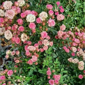 bibit mawar berbie - baby rose