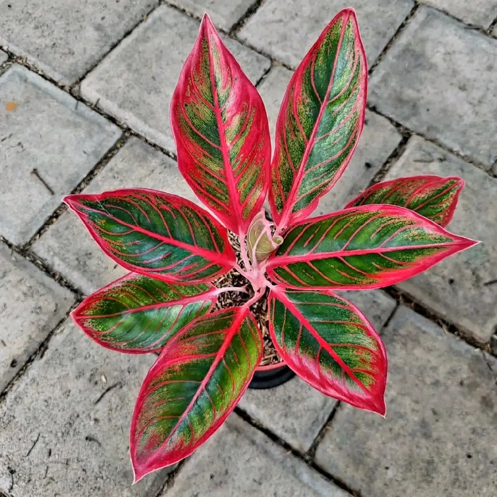Aglonema Lipstik Siam Aurora Tanaman Hias