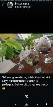 Product Review of isi 20 Biji Bunga Lotus Teratai Mini Jepang, Kualitas Biji Unggul untuk Pertumbuhan Optimal Bunga Tanaman Alami Benih from R**5 0