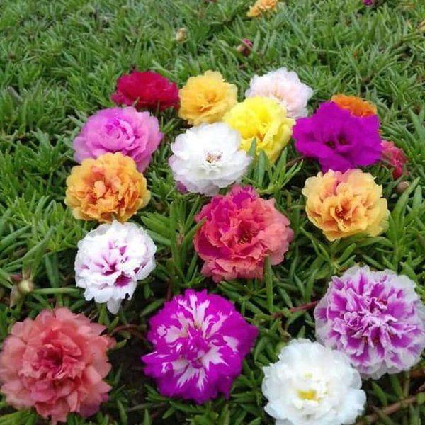 (700 BUTIR BENIH) BUNGA MOSSROSE PORTULACA TUMPUK