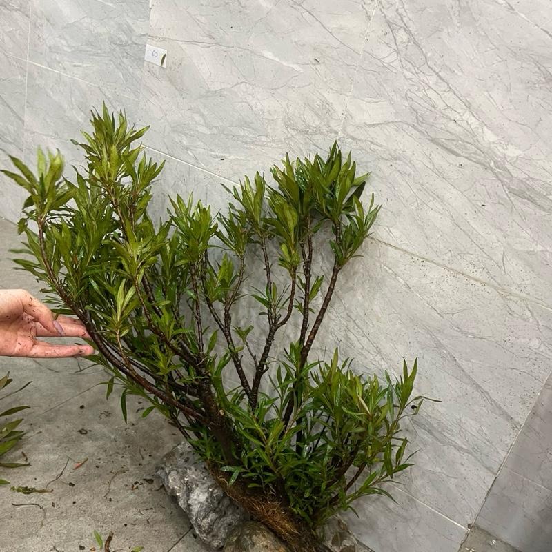 Mị Nương - cây thuỷ sinh trang trí hồ cá 50-80cm hình ảnh minh hoạ tham khảo kích thước