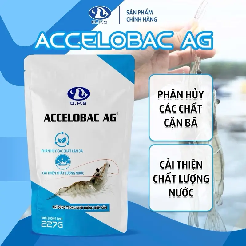 O.P.S ACCELOBAC AG 227 Gram - Phân hủy các chất cặn bã, cải thiện chất lượng nước.