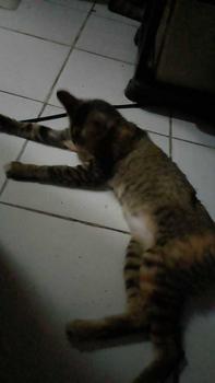 Product Review of MAKANAN KUCING MIX RANDOM || STREET FOOD || TERMURAHH from P**s d** s**e 0