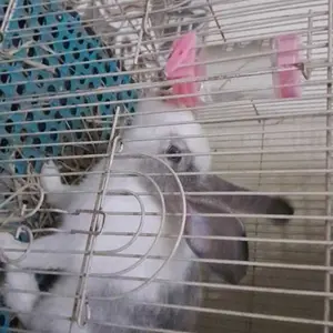DOS Botol minum Hewan 80 ml tempat Minum Gantung Hamster dan Kelinci Hewan Peliharaan