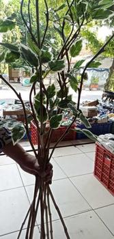 Product Review of 10 Batang Bambu Ulir Natural Variasi Daun  (Tidak Termasuk Vas/Pot) from n**s 0