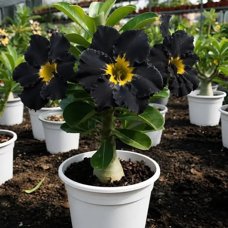Tanaman Hias Adenium Bunga Hitam dengan Bunga Kuning di Tengah