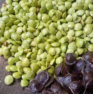 jengkol laban muda coel mantap   BELUM DIKUPAS