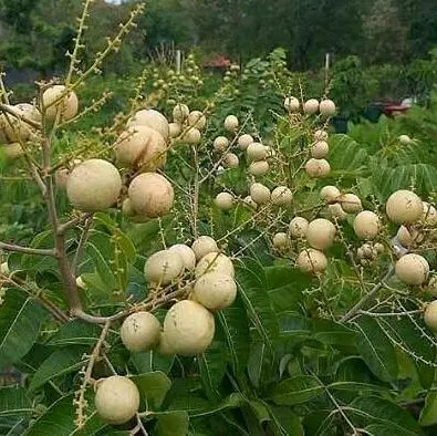 BIBIT KELENGKENG MATALADA SUPER  KUALITAS NOMOR SATU, HASIL OKULASI SETEK JADI LEBIH CEPAT BERBUAH BAGUS BUAT TABULAMPOT MAUPUN DI TANAH LANGSUNG Tanaman 0