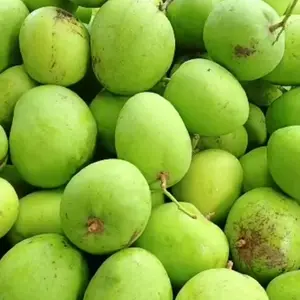 mangga muda Mardi telur apel , 1 kg untuk rujak isi 5-10 buah