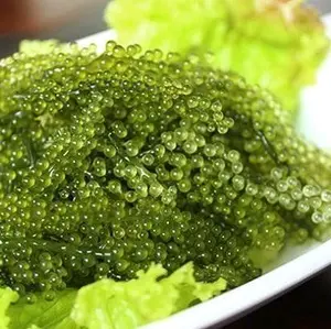 Green Caviar (anggur laut) PREMIUM 200gram
