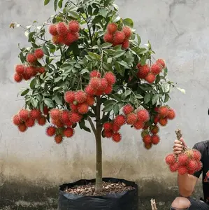 bibit rambutan binjai siap tanam unggulan Tanaman