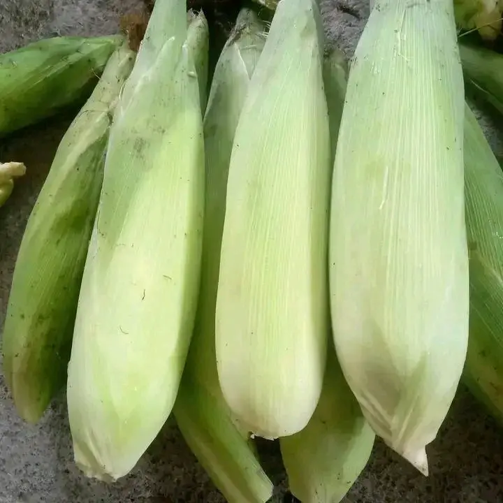 Jagung putih kering kemasan 1kg bersih.. 4