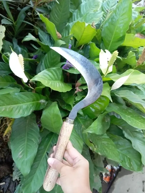 arit mini pemangkas padi dan rumput terbuat dari baja hss 3