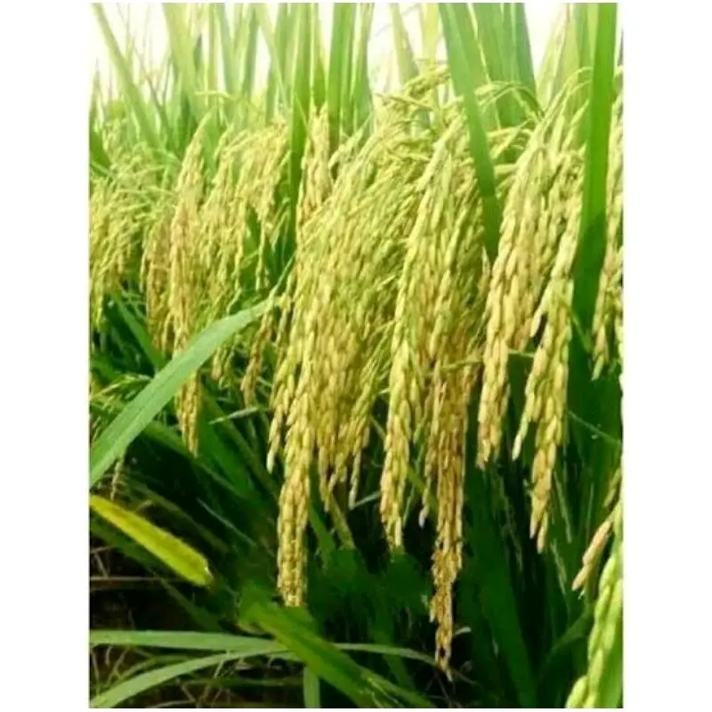 Benih padi unggul CIBATU 06 Kemasan 1kg 3