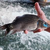 Gambar Boostrike - Essen Ikan Mas Aroma Jagung Bakar Susu Sereh Asli Paling Gacor, Essen Oplosan Ikan Mas Amis Wangi Gurih Spesial, Essen Ikan Mas Babon Rame Paling Ampuh Anti Boncos Umpan Pancing Mancing Lele dari Boostrike Kota Tasikmalaya 4 Tokopedia