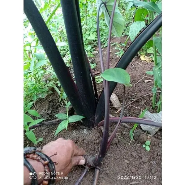Bibit Umbi Talas Hitam Siap Tanam umbinyah pulen 5 Pohon - Tanaman