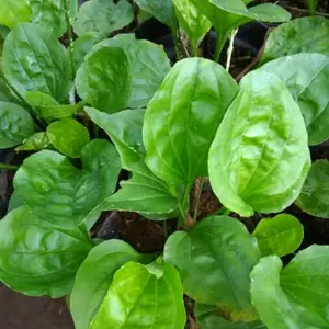 Daun kiurat segar/daun sendok sgar 250 gram