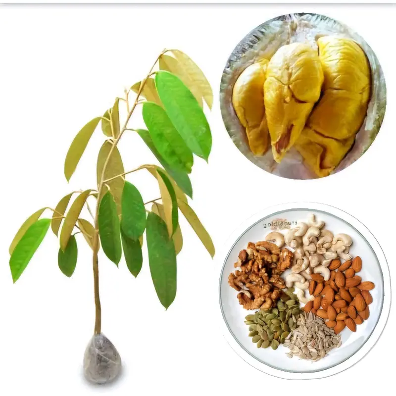 BENIH DURIAN MONTONG SUPER (BBT Siap Tanam dan Cepat Panen) pupuk  durian 5