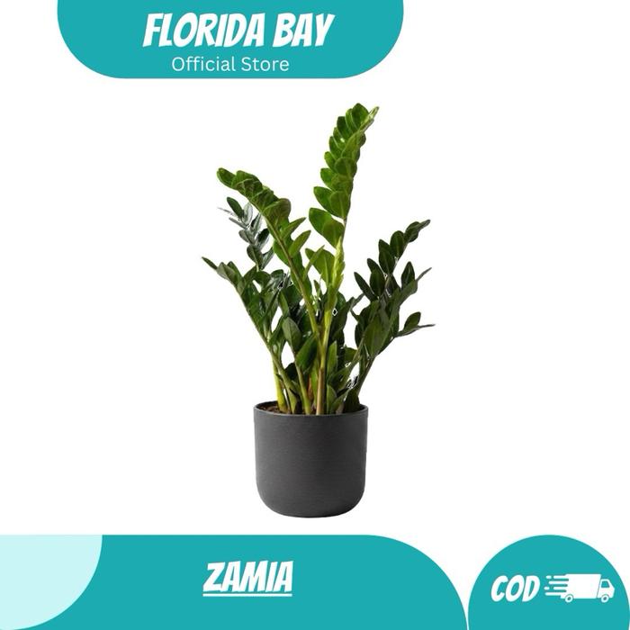 zimmerpflanzen spathiphyllum Einblatt | kaufen main image 0