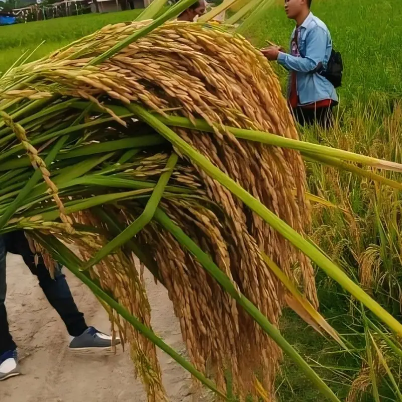(4Kg )PADI SIMBOK MENTES Premium Original BERGARANSI 6