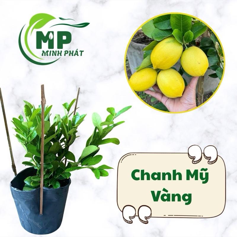 Cây giống Chanh Mỹ, trái to, ra trái quanh năm