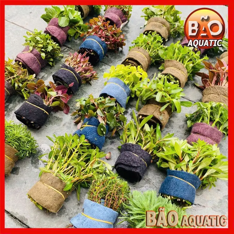 Combo cây thuỷ sinh cắt cắm lá cạn bất kỳ (10 - 20 ngọn/ 1 bó) nhiều ngọn ( chưa bao gồm giá thể )