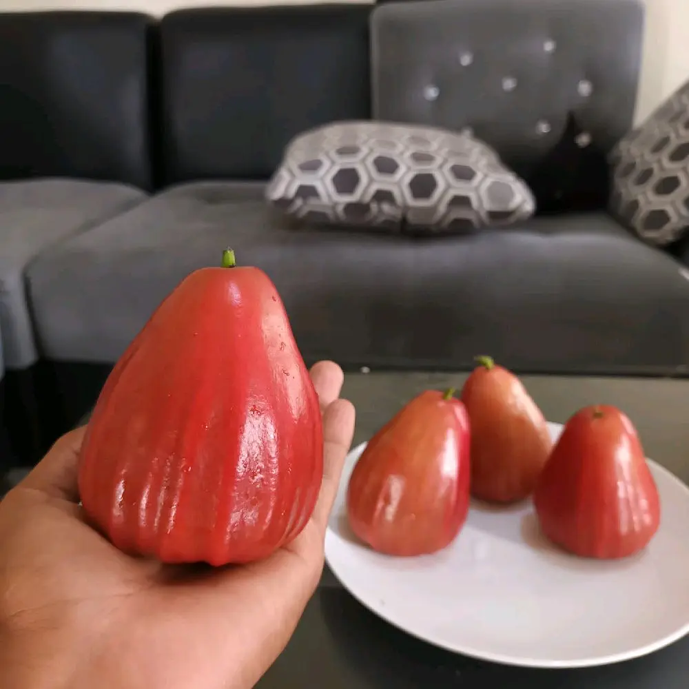 BIBIT JAMBU AIR RED KING BANYUWANGI