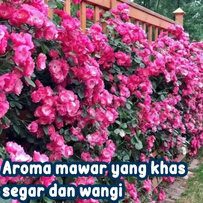 Biji Mawar untuk Dekorasi Taman Pinggir Jalan 4