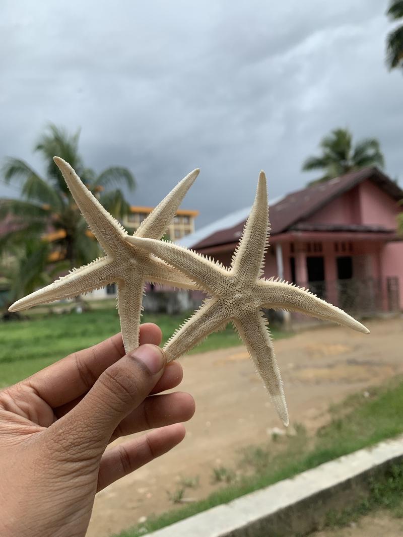 Product Introduction of Kerang dari laut untuk hiasan 5