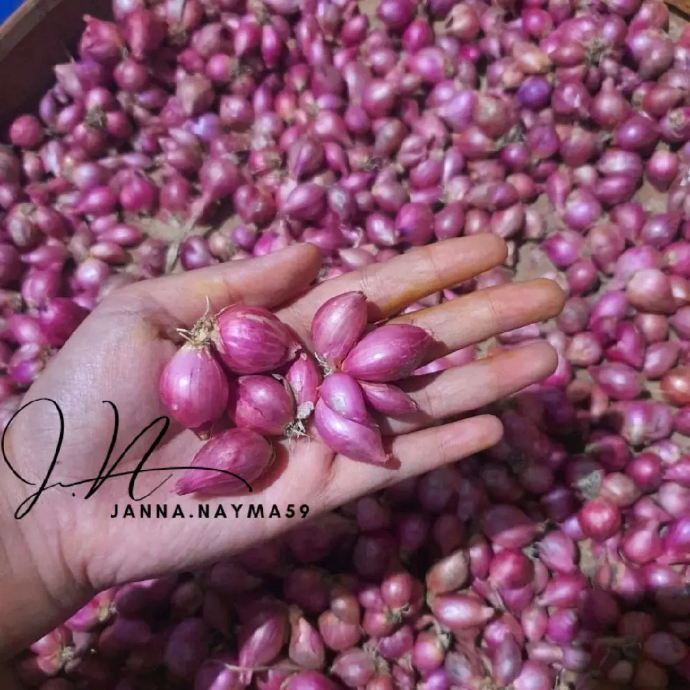 Bawang merah Kecil kasar lokal nganjuk dijamin kering dan bersih berat 1 kg