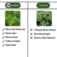 Gambar Workplant - Preserved Moss Lumut Hutan Yang Diawetkan Untuk Dekorasi Indoor Terrarium Landscape Hiasan Dinding - Hijau Muda dari workplant official Kota Surabaya 3 Tokopedia