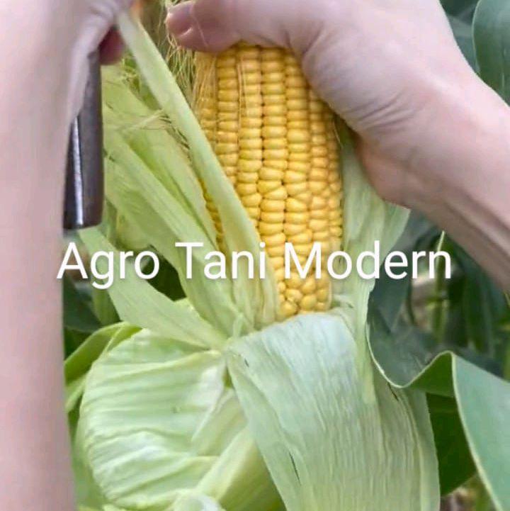 Benih Jagung Jepang Manis Mqdu (isi 200 biji) 3