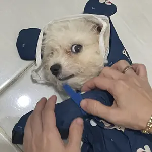 Littlepawty - Raincoat Teddy Full Cover | Jas Hujan Anjing Kucing Pet Rain Coat Anabul Sporty Premium Dog Cat Import