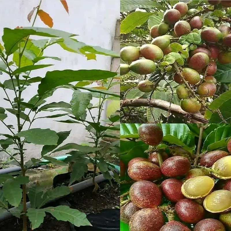 benih matoa (bbt matoa madu)