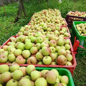 APEL MALANG JENIS MANALAGI SEKILO ISI 16-17 BUAH RASA MANIS DAN SEGAR