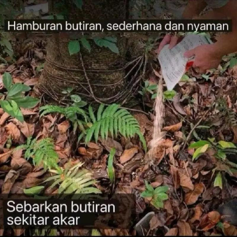 TREE KILLER HEXAZIONE PEMBASMI BAMBU,POHON DAN RUMPUT LIAR 7