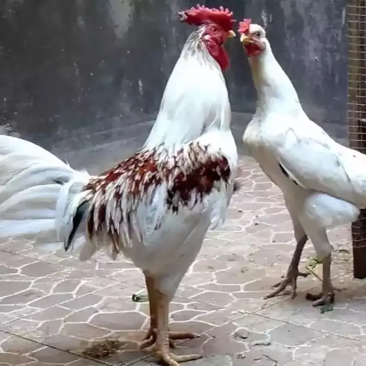 Promo 2 telur ayam ketawa jawara super berkualitas
