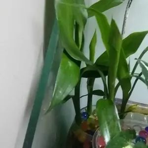 tanaman asli bambu hoki media wabikusa  hiasan aquarium