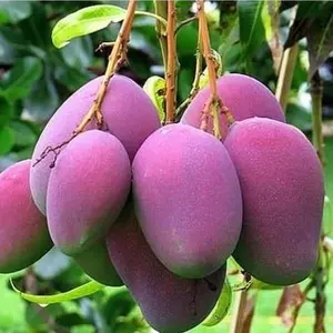 bibit mangga irwin hasil okulasi cepat berbuah