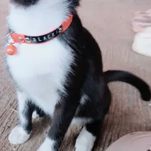 CAT COLLAR Kalung Kucing Lucu Custom Nama + Lonceng | Collar Kucing Adjustable  Nylon | Collar Hewan Peliharaan