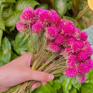 Dried Amaranth Sprays | Hamster Sprays | Forage Sprays | Camilan Hamster | Dekorasi Kandang Hamster