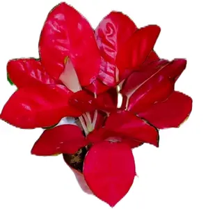 ALAT CO PAKET 250 DIKIRIM SESUAI LIVE