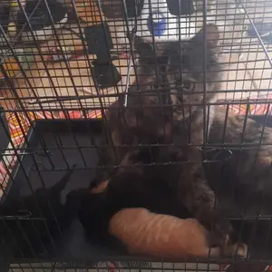 Kandang Besi Lipat 50x30x30 Kandang Kucing Kitten Kandang Burung Love Bird Kenari Ayam Kelinci SG