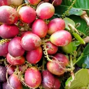 Buah Matoa rasa manis "fresh"