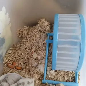 Petcho Roda Lari Hamster Anti Bising Tahan Gigitan Aman Tidak Terjepit PVC Treadmill Mainan Kecil