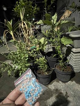 Product Review of Pot Tanaman Bahan Tanah Liat Paket 55 from P**l D** 0