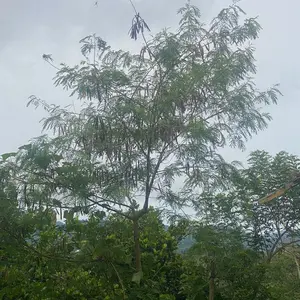 Biji setiap semai lamtoro petai naungan kopi ( petai jaman) 1 on Pohon