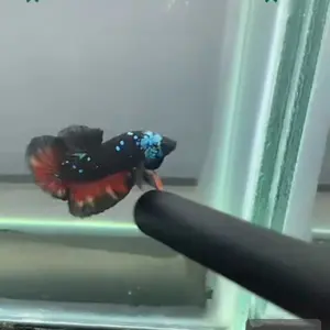 ACC Obat Ijo Repack Variasi