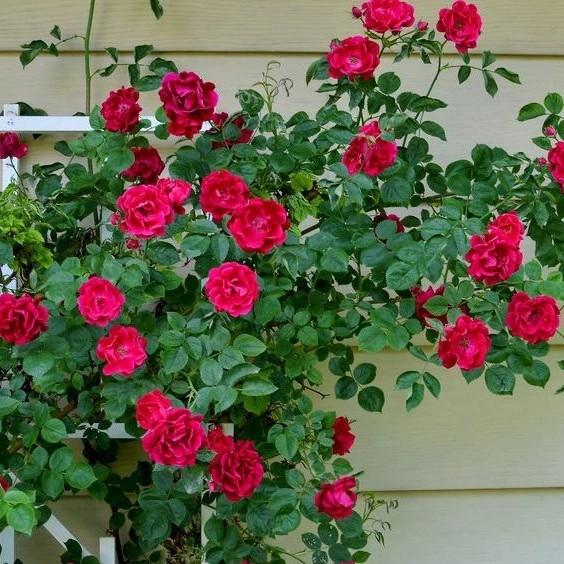 BENIH BUNGA MAWAR RAMBAT ISI 10 BIJI